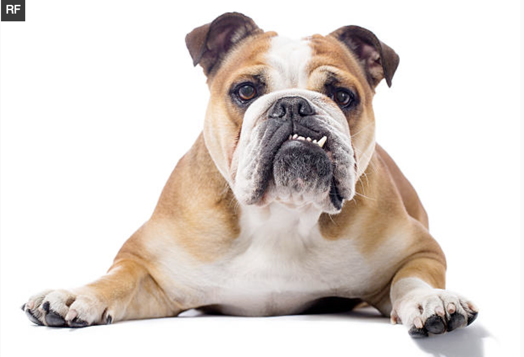 Tumores del perro ordenado por frecuencia (Dog tumors ordered by frequency)//Click en la imagen(Click on the image)
